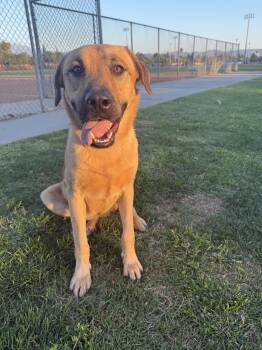 Rescue Retriever Dogs for Adoption - MILES | PetCurious