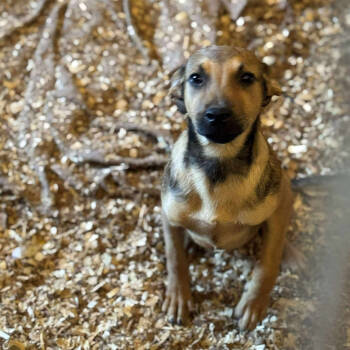 Rescue Shepherd Dogs for Adoption in Anahuac, Texas - Moira - PW1471 | PetCurious