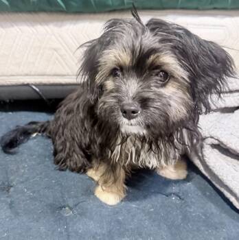 Teddy -  Havanese Dog for Adoption in Sagaponack, New York - Teddy | PetCurious