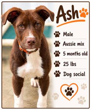 Ash -  Mixed Breed Dog for Adoption in Rock Hill, New York - Ash | PetCurious