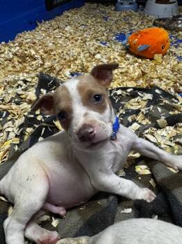 Captain America -  Pit Bull Terrier Dog for Adoption in Charlotte, Michigan - Captain America | PetCurious