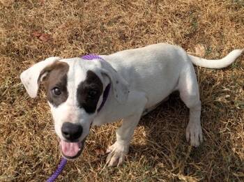 Rescue English Pointer and Hound Dogs for Adoption in Osage Beach, Missouri - Osage | PetCurious