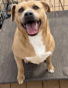 Mixed Breed Dogs Available for Adoption - Honey | PetCurious