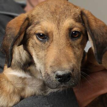 Golden Retriever and Mixed Breed Dogs Available for Adoption in Minnetonka, Minnesota - Sheila D68820 | PetCurious