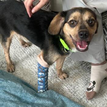 Basil -  Beagle and Mixed Breed Dog for Adoption in Raleigh, North Carolina - Basil | PetCurious