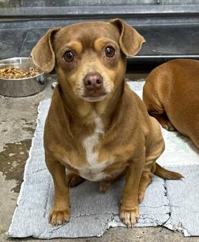 Chihuahua and Dachshund Dogs Available for Adoption - Canelo | PetCurious
