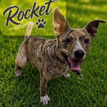 Rocket -  Catahoula Leopard Dog and Mixed Breed Dog for Adoption in Grand Junction, Colorado - Rocket | PetCurious