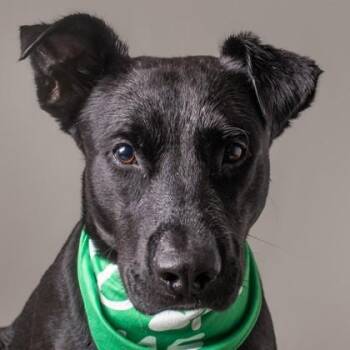 Xolo -  Labrador Retriever Dog for Adoption in Jefferson, Wisconsin - Xolo | PetCurious