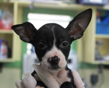 Rescue Boxer and Mixed Breed Dogs for Adoption in Picayune, Mississippi - Gotham | PetCurious