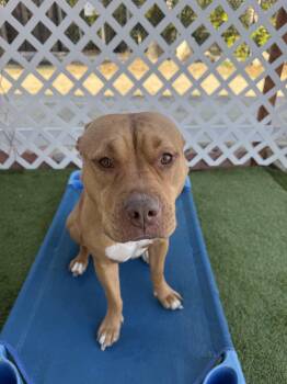 Honey -  Staffordshire Bull Terrier Dog for Adoption in Santa Monica, California - Honey | PetCurious