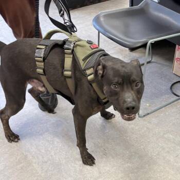 Kano -  Mixed Breed Dog for Adoption in Philadelphia, Pennsylvania - Kano | PetCurious