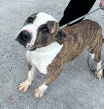 Rescue Pit Bull Terrier Dogs for Adoption in Burlington, New Jersey - Vicky | PetCurious