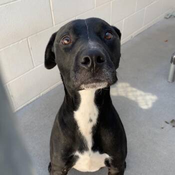 Ike -  Mixed Breed Dog for Adoption in Reno, Nevada - Ike | PetCurious