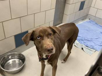 CINDY LOU -  Labrador Retriever and Mixed Breed Dog for Adoption in Grand Prairie, Texas - CINDY LOU | PetCurious