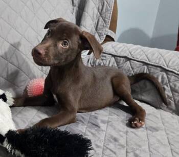 DASH -  German Shorthaired Pointer Dog for Adoption in Sandusky, Ohio - DASH | PetCurious