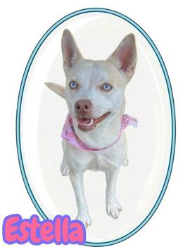 Husky Dogs Available for Adoption in Arlington, Texas - Estella | PetCurious