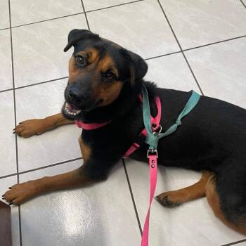 Rescue Mixed Breed Dogs for Adoption in Puyallup, Washington - Jenny | PetCurious