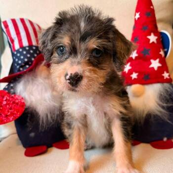 Abbie -  Cairn Terrier Dog for Adoption in Lutz, Florida - Abbie | PetCurious