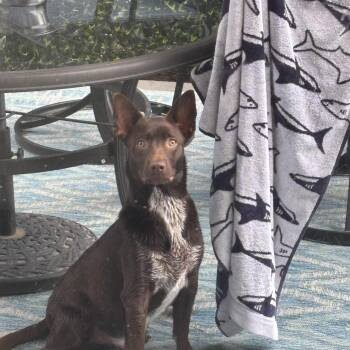 Slate -  Australian Cattle Dog Blue Heeler and Black Labrador Retriever Dog for Adoption in Oswego, Illinois - Slate | PetCurious