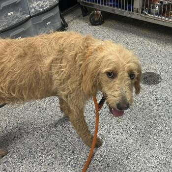 Brandi -  Standard Poodle and Golden Retriever Dog for Adoption in Birmingham, Alabama - Brandi | PetCurious