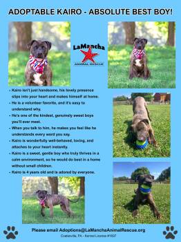 Kairo -  Terrier Dog for Adoption in Coatesville, Pennsylvania - Kairo | PetCurious