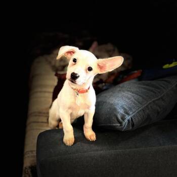 Mixed Breed Dogs Available for Adoption in Spring Hill, Tennessee - Tinkerbell (Tink) | PetCurious