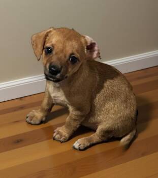 Rescue Chihuahua and Terrier Dogs for Adoption in Los Angeles, California - Bubbles | PetCurious