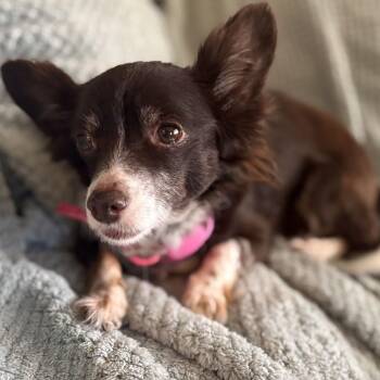 Chihuahua and Pomeranian Dogs Available for Adoption in Marana, Arizona - FIONA | PetCurious