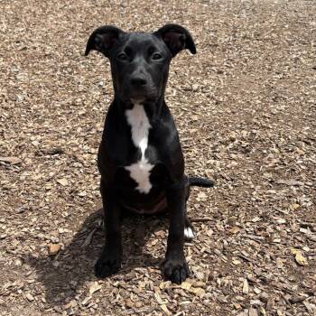 Wednesday -  Mixed Breed Dog for Adoption in Wappingers Falls, New York - Wednesday | PetCurious