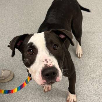 Mixed Breed Dogs Available for Adoption in Wheeling, Illinois - Ashley | PetCurious