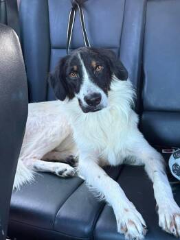 WILBUR -  Mixed Breed Dog for Adoption in Holbrook, New York - WILBUR | PetCurious
