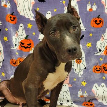 Baba Yaya -  Pit Bull Terrier Dog for Adoption in Alpine, Texas - Baba Yaya | PetCurious