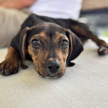 Bambi -  Hound Dog for Adoption in Richmond, Virginia - Bambi | PetCurious