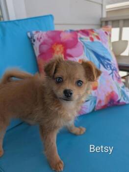 Betsy 3497 -  Pomeranian and Chihuahua Dog for Adoption in Aurora, Colorado - Betsy 3497 | PetCurious