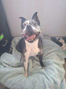 Vinny -  Boston Terrier and Pug Dog for Adoption in Abbotsford, British Columbia - Vinny | PetCurious