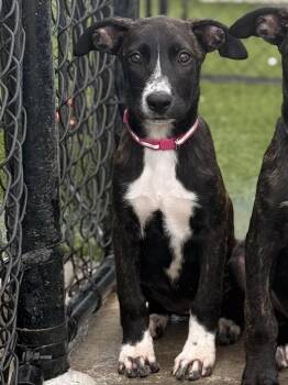 Rescue American Staffordshire Terrier and Belgian Shepherd Malinois Dogs for Adoption in Mt. Juliet, Tennessee - Lady Margaret “Maggie” | PetCurious