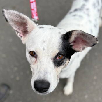 Rescue Terrier Dogs for Adoption in Bloomfield, Connecticut - Nora | PetCurious