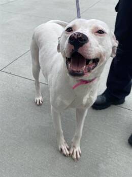 Dogo Argentino and Mixed Breed Dogs Available for Adoption in Dayton, Ohio - JANE JETSON | PetCurious