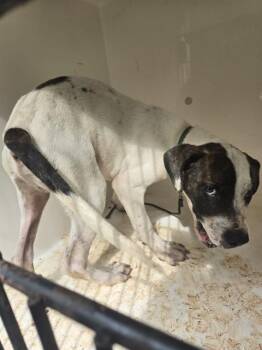 AOTROM -  Pit Bull Terrier Dog for Adoption - AOTROM | PetCurious
