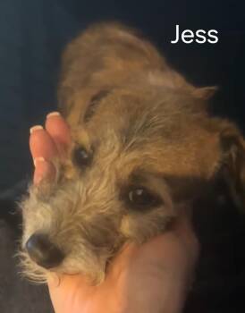 Terrier Dogs Available for Adoption - Jess | PetCurious