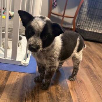 Woody -  Australian Cattle Dog Blue Heeler Dog for Adoption in Normal, Illinois - Woody | PetCurious