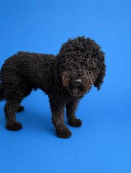RAVEN -  Poodle and Mixed Breed Dog for Adoption in Doral, Florida - RAVEN | PetCurious