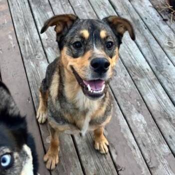 Rescue Australian Cattle Dog Blue Heeler and Australian Shepherd Dogs for Adoption in Ringwood, Illinois - COURTESY POST ** Gia ** Fort Dodge, IA | PetCurious