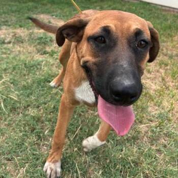 Zulu -  German Shepherd Dog and Mixed Breed Dog for Adoption in Austin, Texas - Zulu | PetCurious