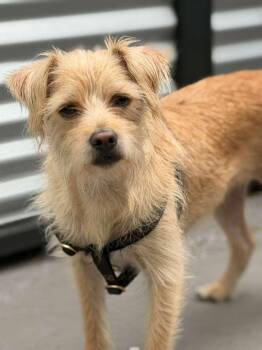 Skipper -  Border Terrier Dog for Adoption in Oakland, California - Skipper | PetCurious