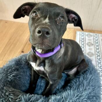 Black Labrador Retriever Dogs Available for Adoption - Vissla | PetCurious