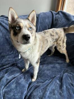Husky Dogs Available for Adoption in Alden, New York - Jersey | PetCurious