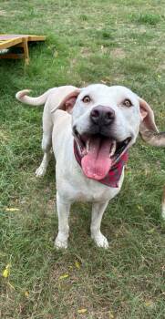 Casper -  Labrador Retriever Dog for Adoption - Casper | PetCurious