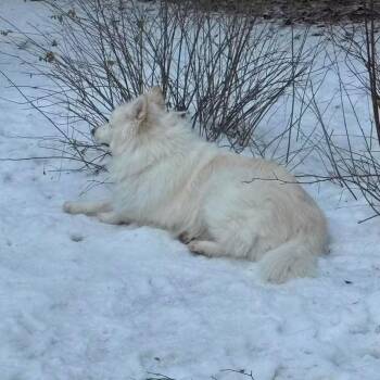 Willow -  Husky and Mixed Breed Dog for Adoption in Tacoma, Washington - Willow | PetCurious