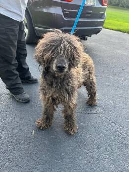 Miss Dior -  Poodle Dog for Adoption in Georgetown, Ohio - Miss Dior | PetCurious